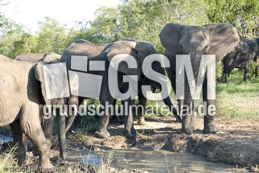 Afrikanischer Elefant (47 von 131).jpg